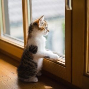 cat in a window