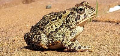 toad
